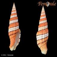 صورة Turbinelloidea Rafinesque 1815