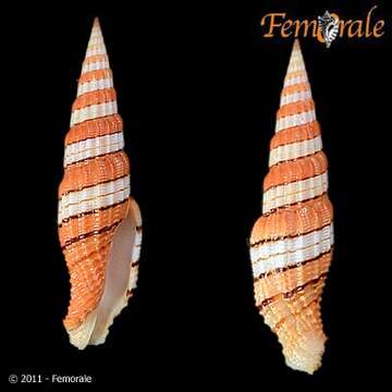 Image of Turbinelloidea Rafinesque 1815