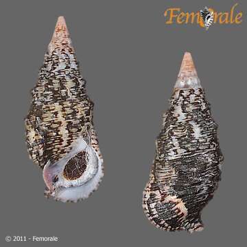 Слика од <i>Cerithium adustum</i> Kiener 1841