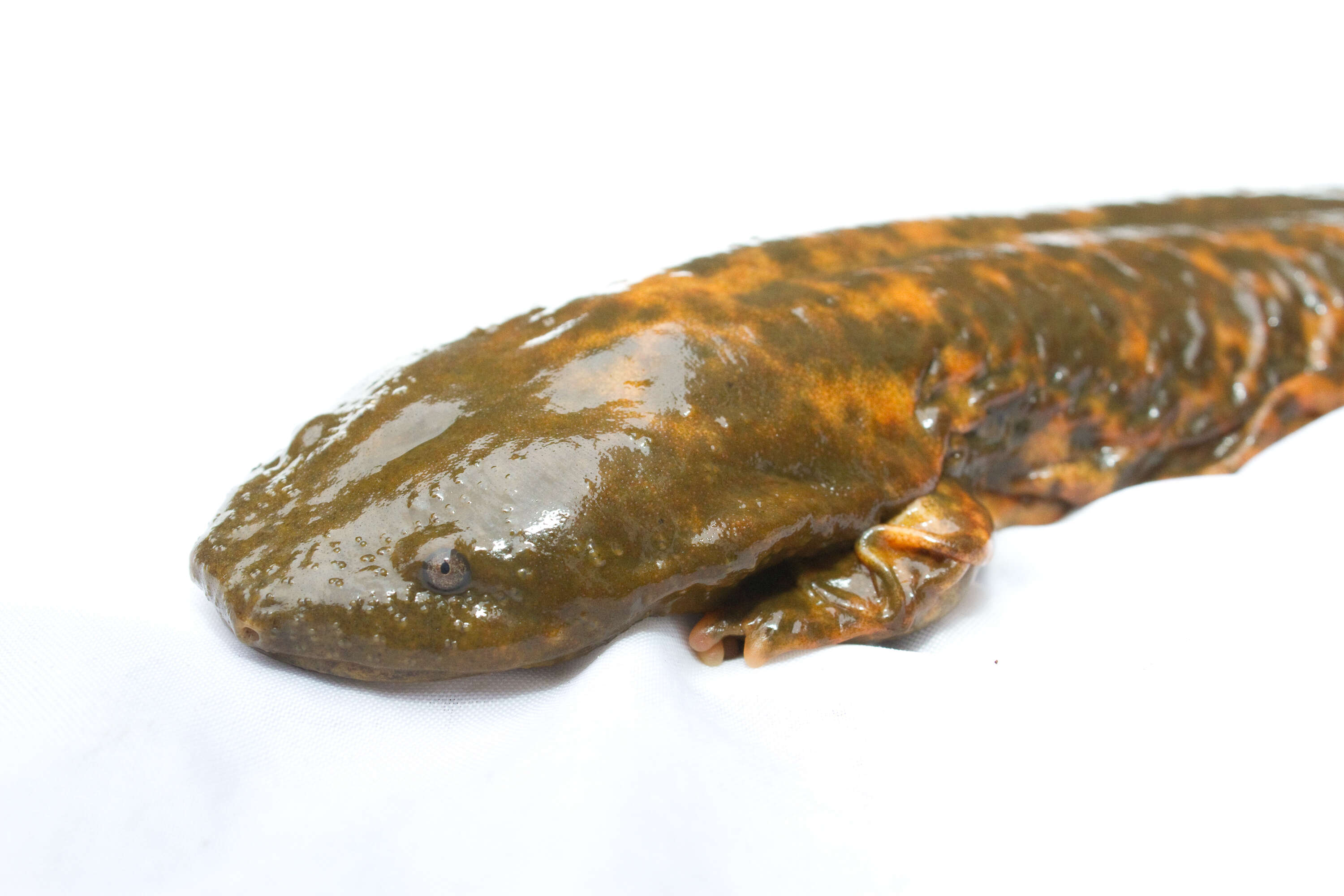 Image of Hellbender