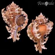 Image of Murex Snails