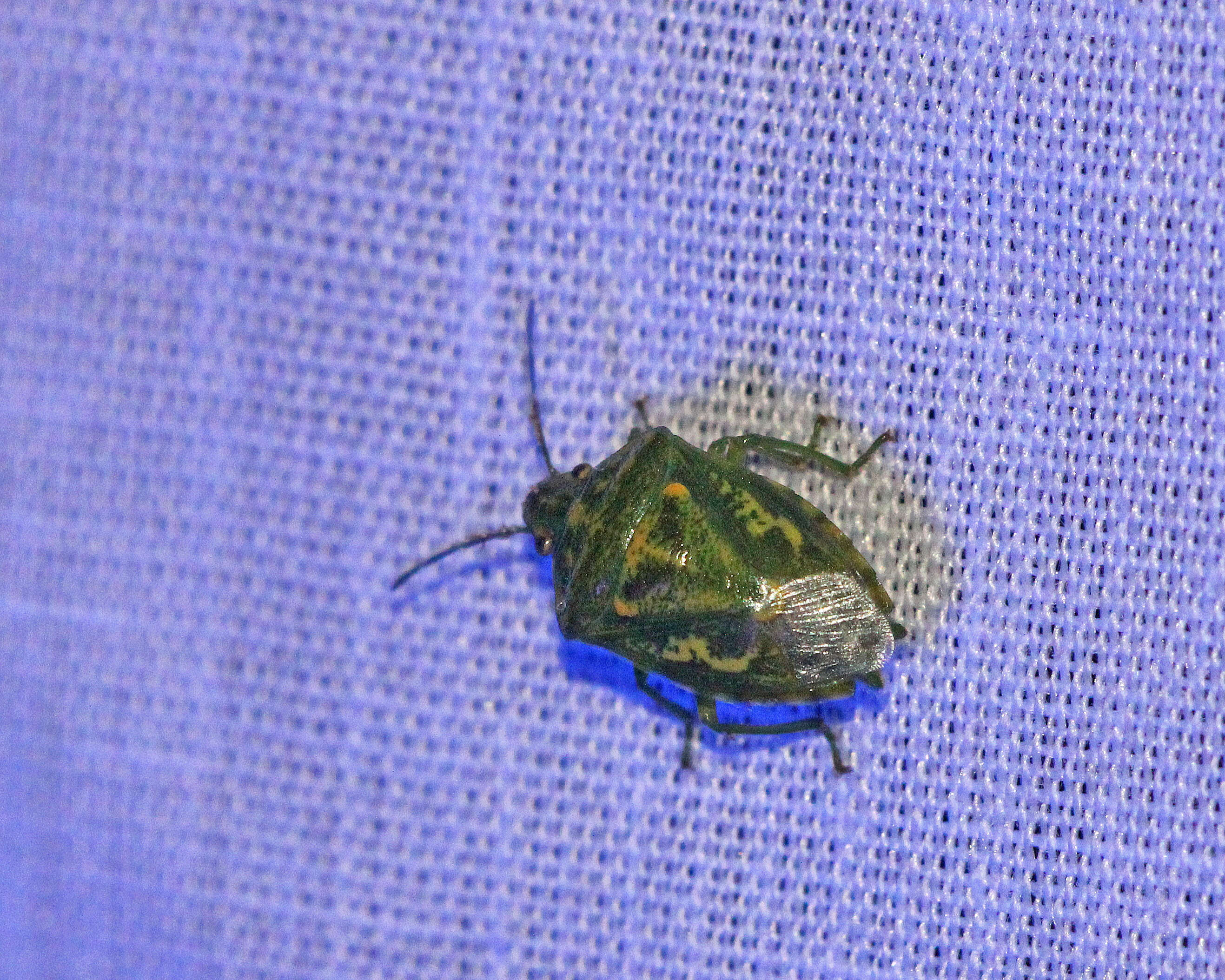 Image of Juniper Stink Bug