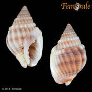 صورة Nassarius Duméril 1805