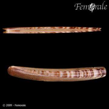 Image of razor shell