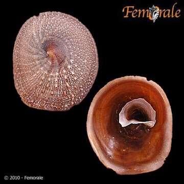 Image of cup-and-saucer snails