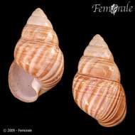 Слика од Achatinella fulgens vespellis Gulick 1856