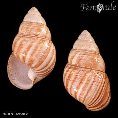 Слика од Achatinella fulgens vespellis Gulick 1856