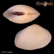 Imagem de Psammobiidae J. Fleming 1828