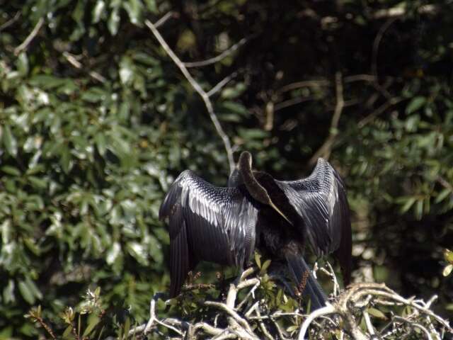 Image de Anhinga d'Amérique