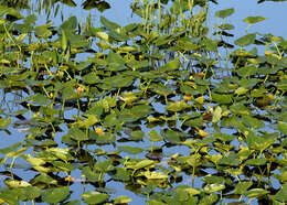 Image of Yellow Pond-Lily