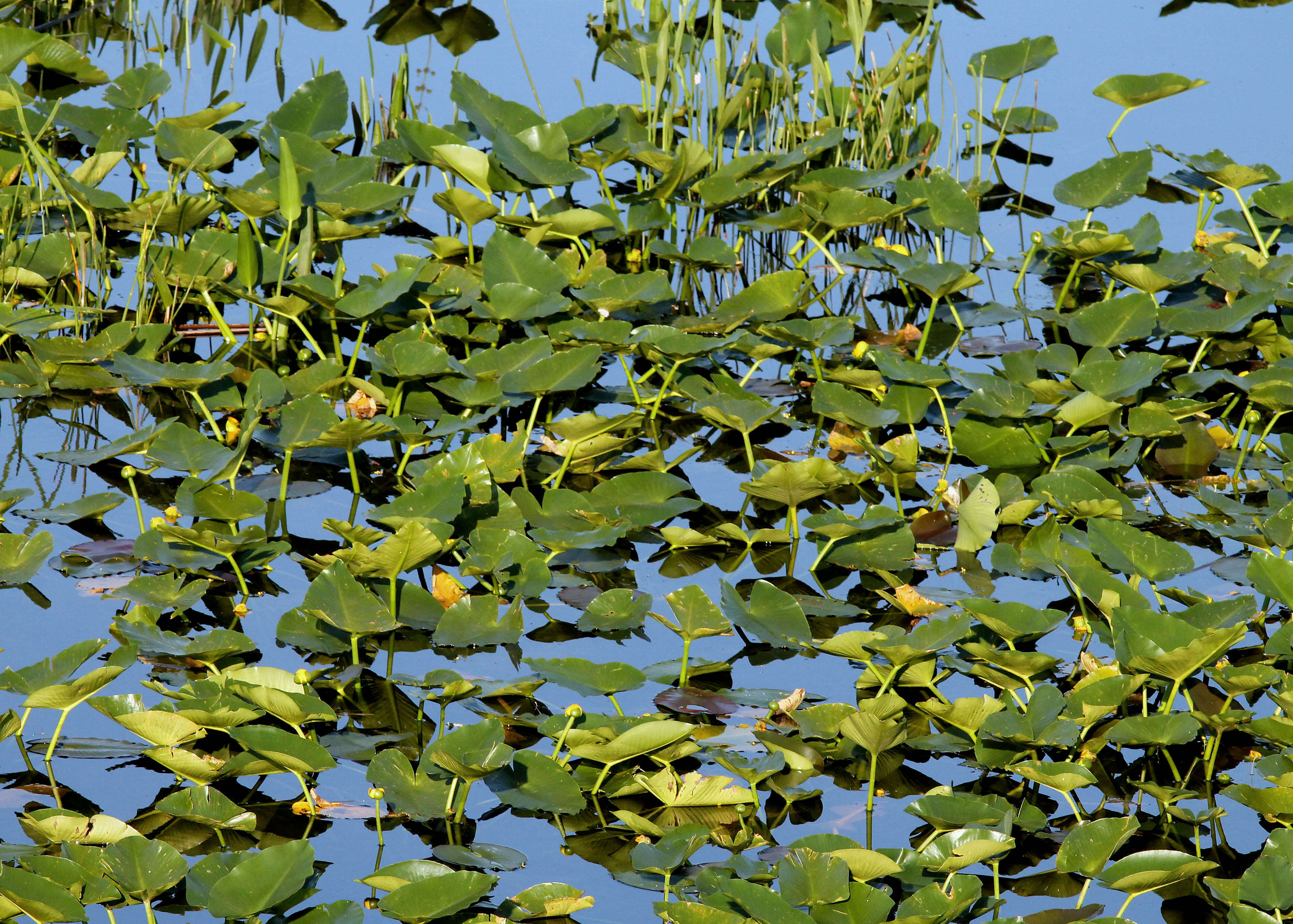 Image of Yellow Pond-Lily