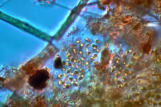 Imagem de Aphanothece microscopica