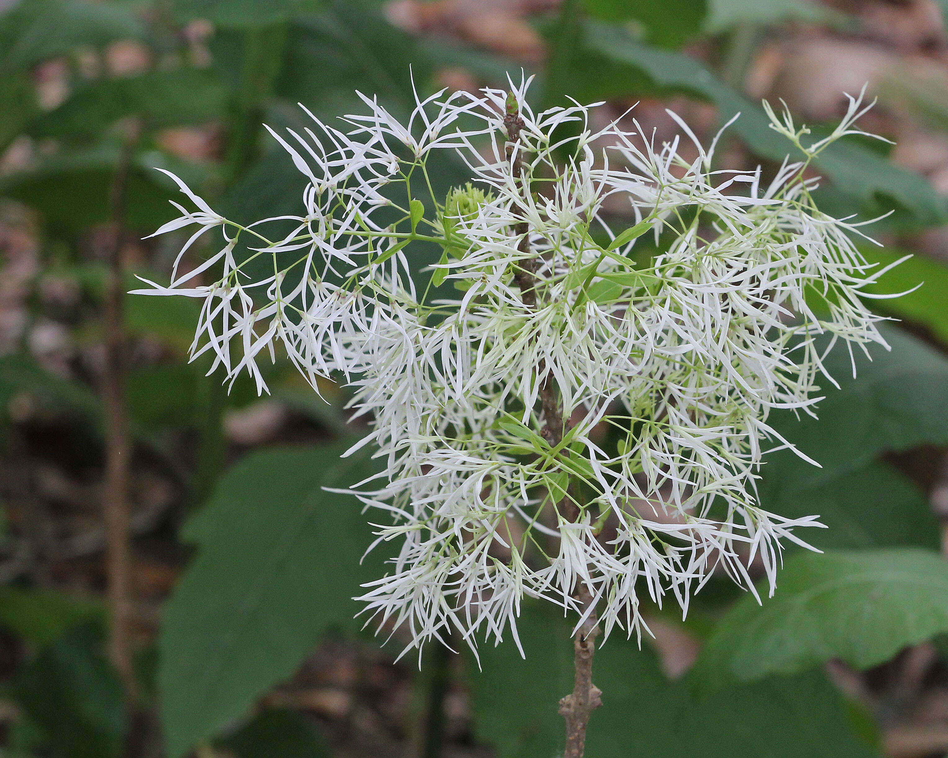 Image of American Fringe Tree