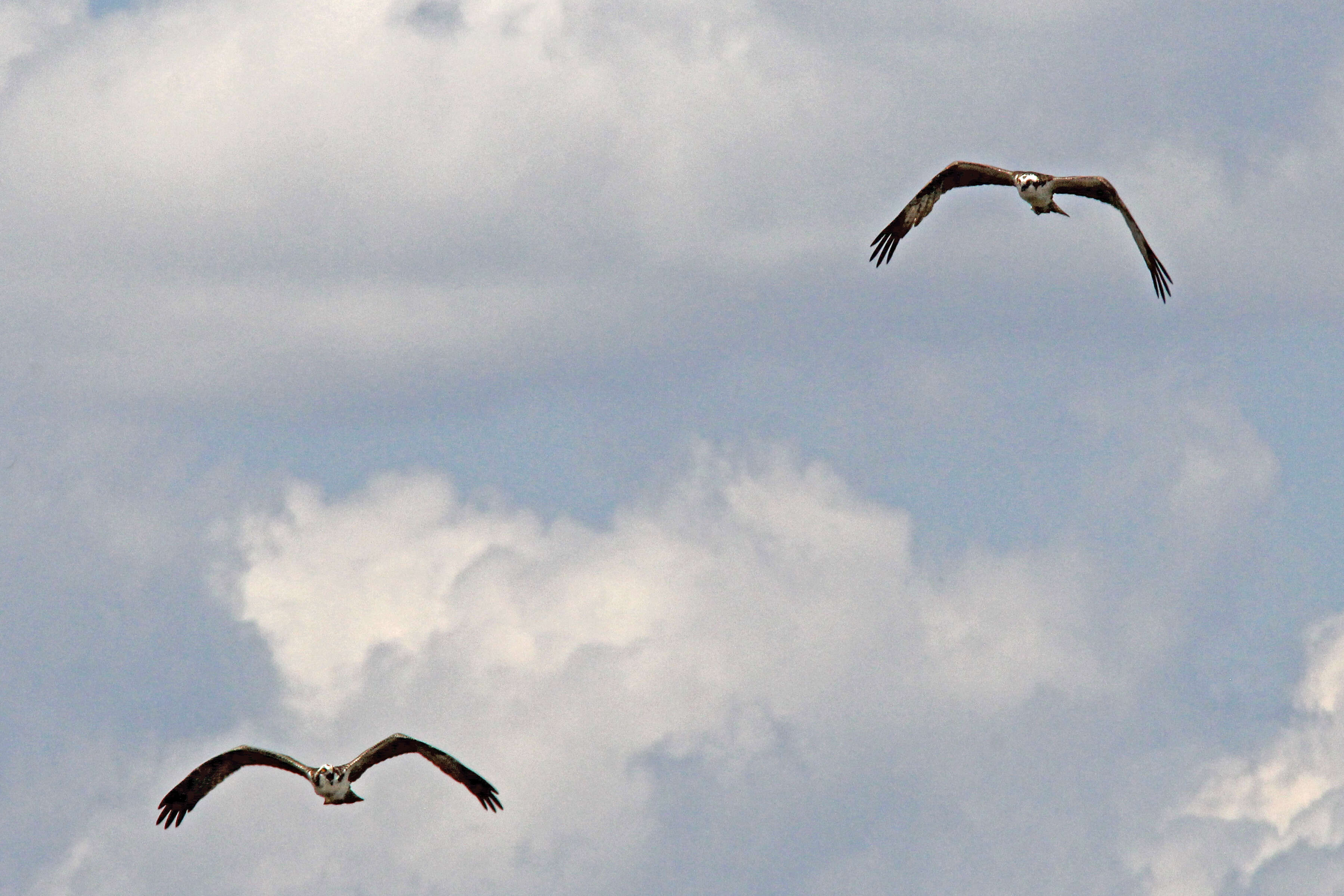 Image of ospreys