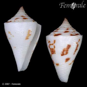 Image of Conus tristensis Petuch 1987