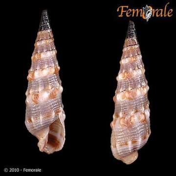 Image of Needle Whelks