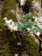 Image of dutchman's breeches