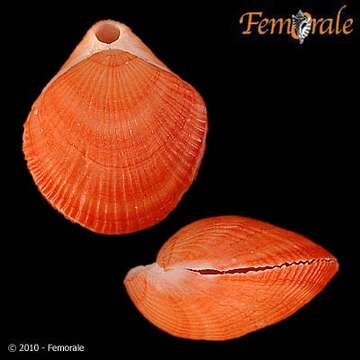 Image of lamp shells