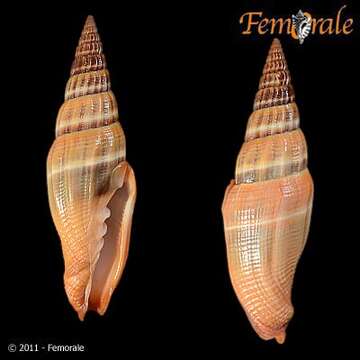 Sivun Vexillum coccineum (Reeve 1844) kuva