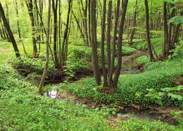 Image of European alder