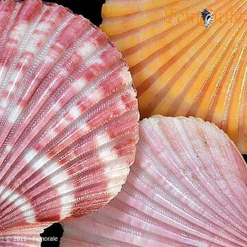 Слика од Aequipecten commutatus (Monterosato 1875)