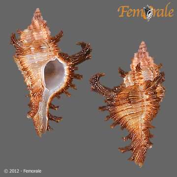 صورة Chicoreus bourguignati (Poirier 1883)