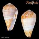 صورة Conus chytreus Tryon 1884