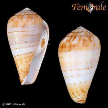 Image of cone snails