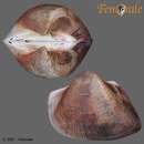 Image of hooded ark shell