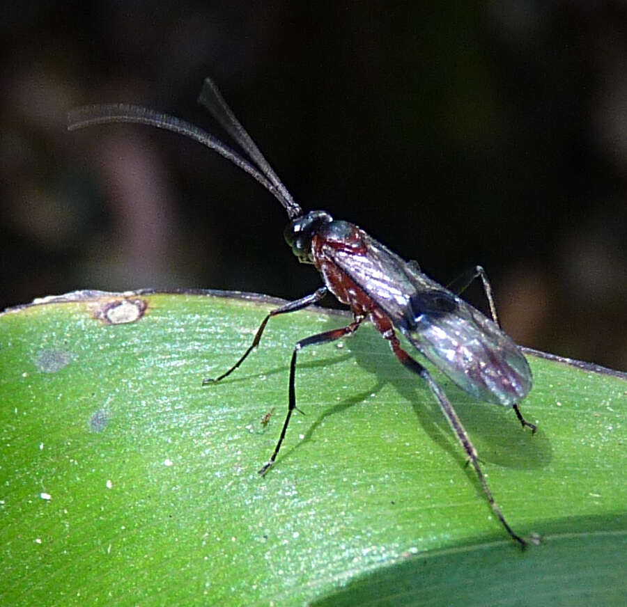 Image of Goryphus