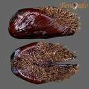 Image of half-hairy mussel