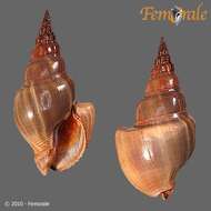Image of nassa mud snails