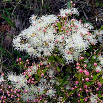 Imagem de Myrcia guianensis (Aubl.) DC.