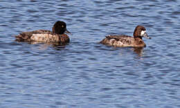 Image of Lesser Scaup