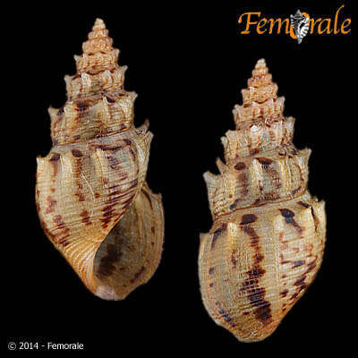 Image of Thiara scabra spinulosa (Lamarck 1819)