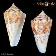 Image of cone snails