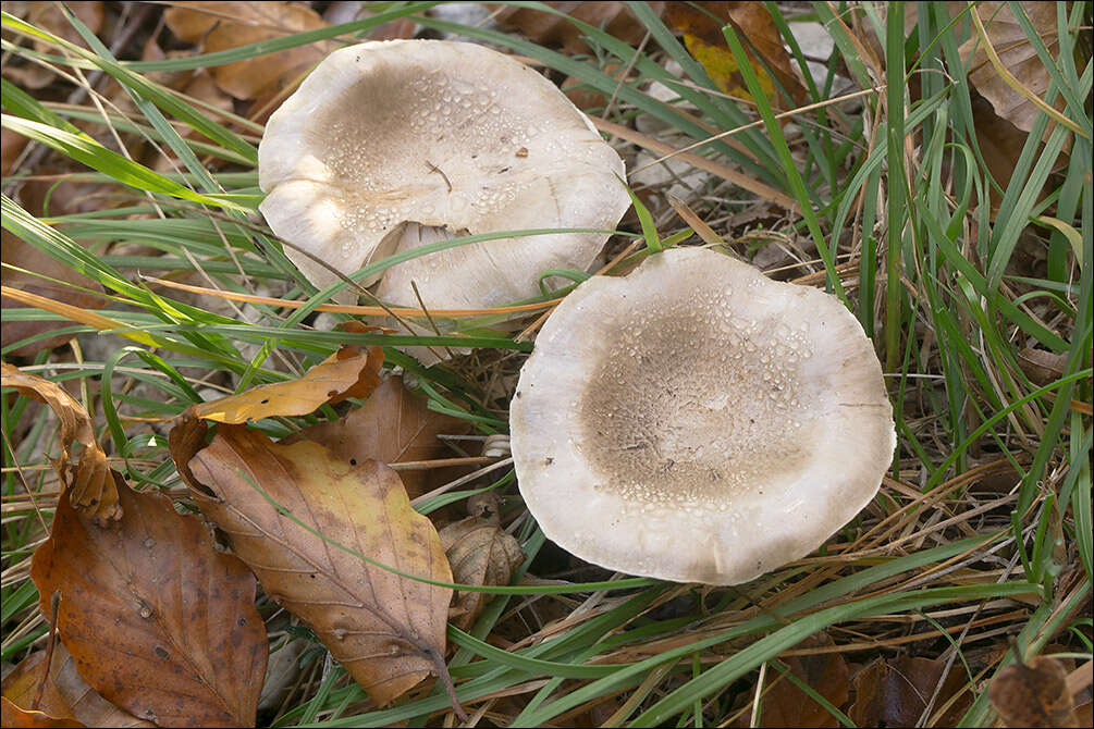 Image of Tricholoma lascivum (Fr.) Gillet 1874