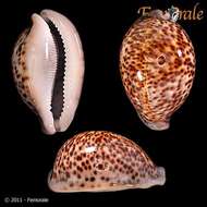 Image of cowrie