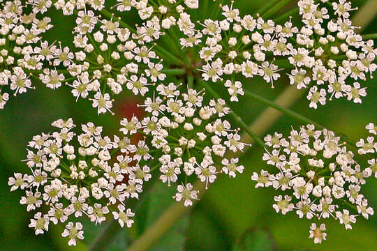 Image de Cicuta maculata L.