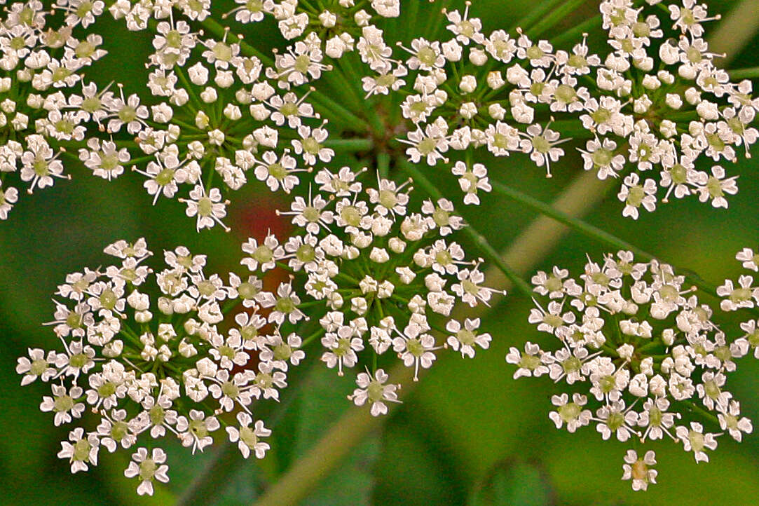 Imagem de Cicuta maculata L.