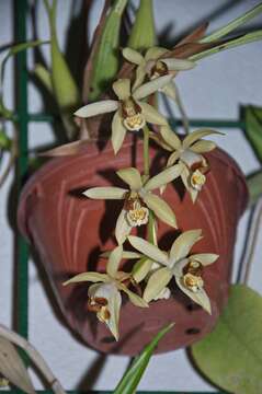 Image de Coelogyne tomentosa Lindl.