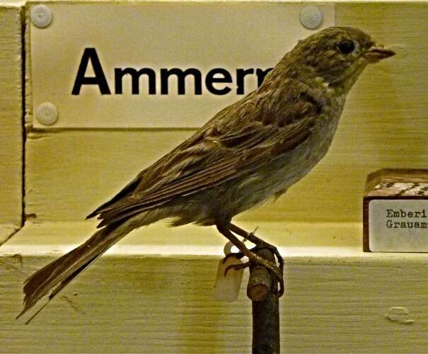 Image of Cinereous Bunting