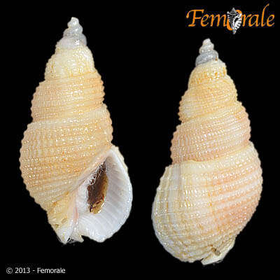 Plancia ëd Nassarius Duméril 1805