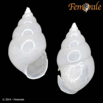 Eulimidae Philippi 1853 resmi