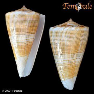 Image of cone snails