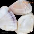 Imagem de Donax denticulatus Linnaeus 1758