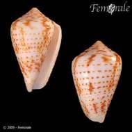 Image of Conasprella Thiele 1929