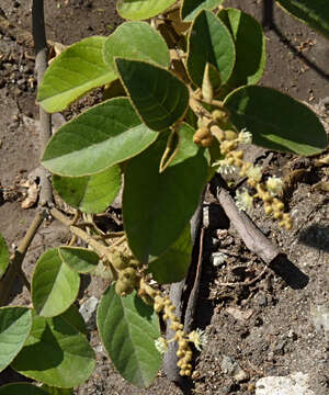 Image of Croton wagneri Müll. Arg.