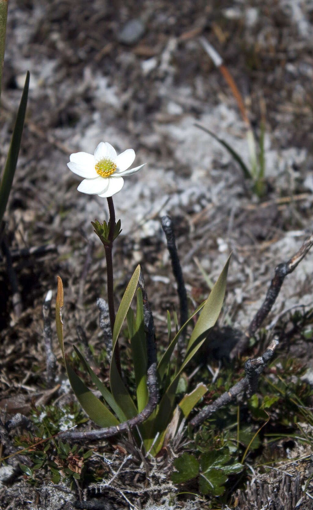 Image of Knowltonia crassifolia (Hook.) Christenh. & Byng