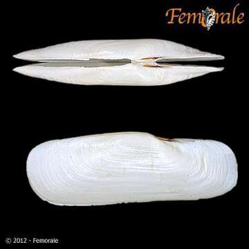 Image of Solecurtidae d'Orbigny 1846